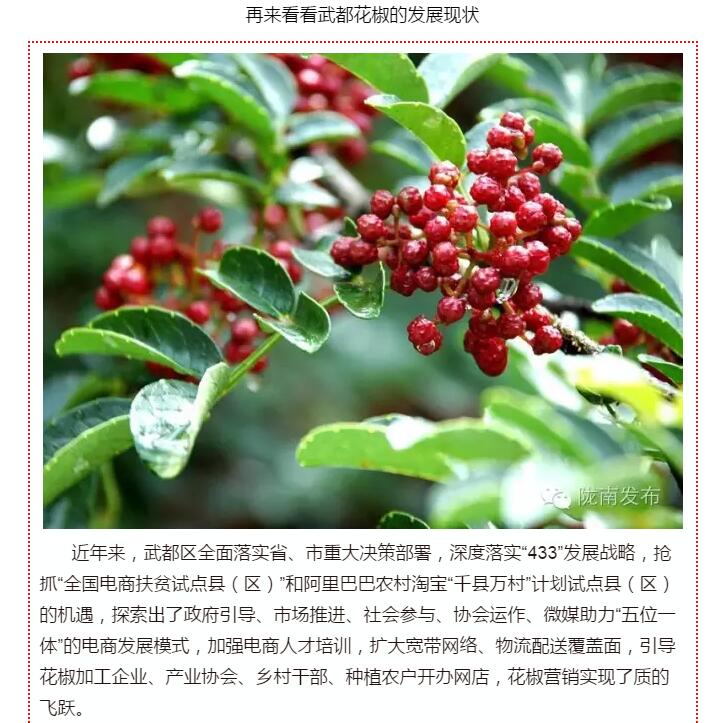 5.28億！一場盛會，武都花椒“火”了